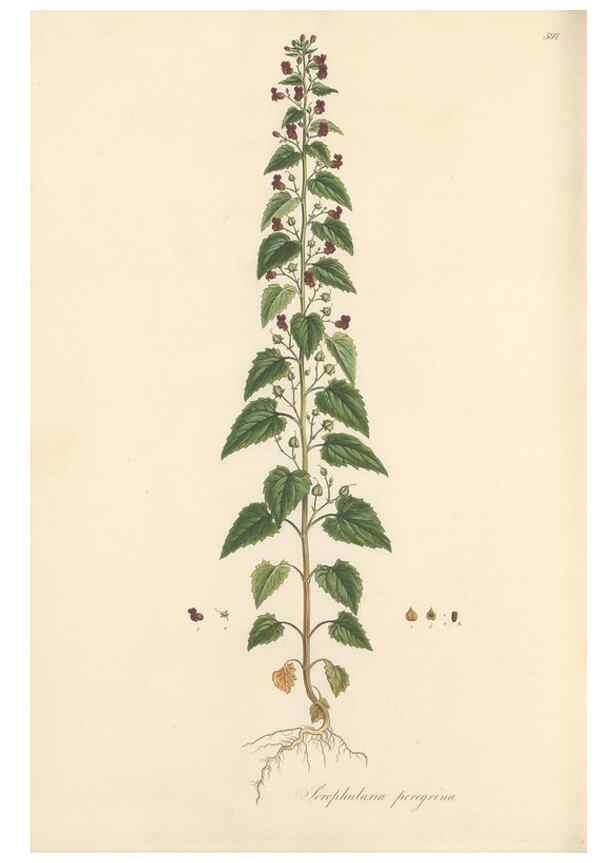 Reproducción/Reproduction 49557682276: Flora Graeca, sive, Plantarum rariorum historia, quas in provinciis aut insulis Graeciae /. Londini :Typis Richardi Taylor et socii, in Vico Shoe-Lane :MDCCCVI-MDCCCXL [1806-1840].. 
