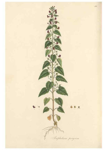 Reproducción/Reproduction 49557682276: Flora Graeca, sive, Plantarum rariorum historia, quas in provinciis aut insulis Graeciae /. Londini :Typis Richardi Taylor et socii, in Vico Shoe-Lane :MDCCCVI-MDCCCXL [1806-1840].. 