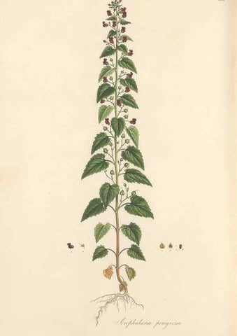 Reproducción/Reproduction 49557682276: Flora Graeca, sive, Plantarum rariorum historia, quas in provinciis aut insulis Graeciae /. Londini :Typis Richardi Taylor et socii, in Vico Shoe-Lane :MDCCCVI-MDCCCXL [1806-1840].. 