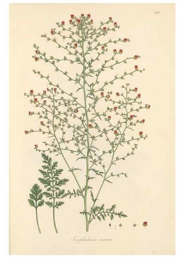 Reproducción/Reproduction 49557682606: Flora Graeca, sive, Plantarum rariorum historia, quas in provinciis aut insulis Graeciae /. Londini :Typis Richardi Taylor et socii, in Vico Shoe-Lane :MDCCCVI-MDCCCXL [1806-1840].. 
