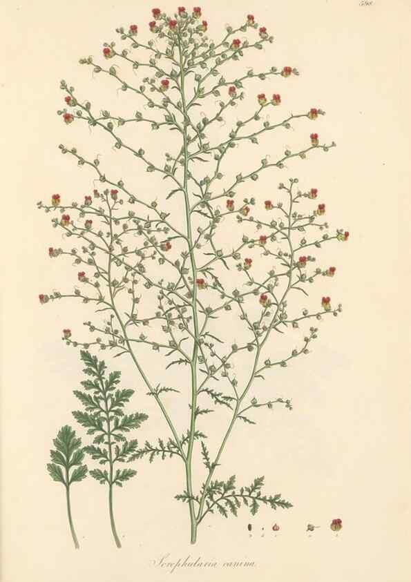 Reproducción/Reproduction 49557682606: Flora Graeca, sive, Plantarum rariorum historia, quas in provinciis aut insulis Graeciae /. Londini :Typis Richardi Taylor et socii, in Vico Shoe-Lane :MDCCCVI-MDCCCXL [1806-1840].. 