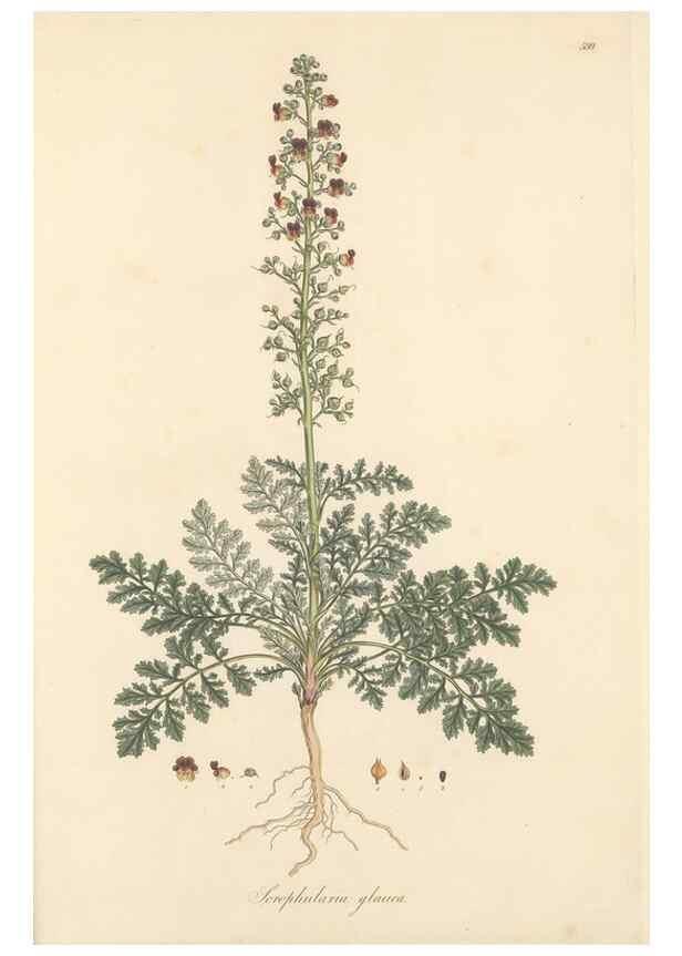 Reproducción/Reproduction 49557917677: Flora Graeca, sive, Plantarum rariorum historia, quas in provinciis aut insulis Graeciae /. Londini :Typis Richardi Taylor et socii, in Vico Shoe-Lane :MDCCCVI-MDCCCXL [1806-1840].. 