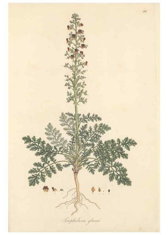 Reproducción/Reproduction 49557917677: Flora Graeca, sive, Plantarum rariorum historia, quas in provinciis aut insulis Graeciae /. Londini :Typis Richardi Taylor et socii, in Vico Shoe-Lane :MDCCCVI-MDCCCXL [1806-1840].. 