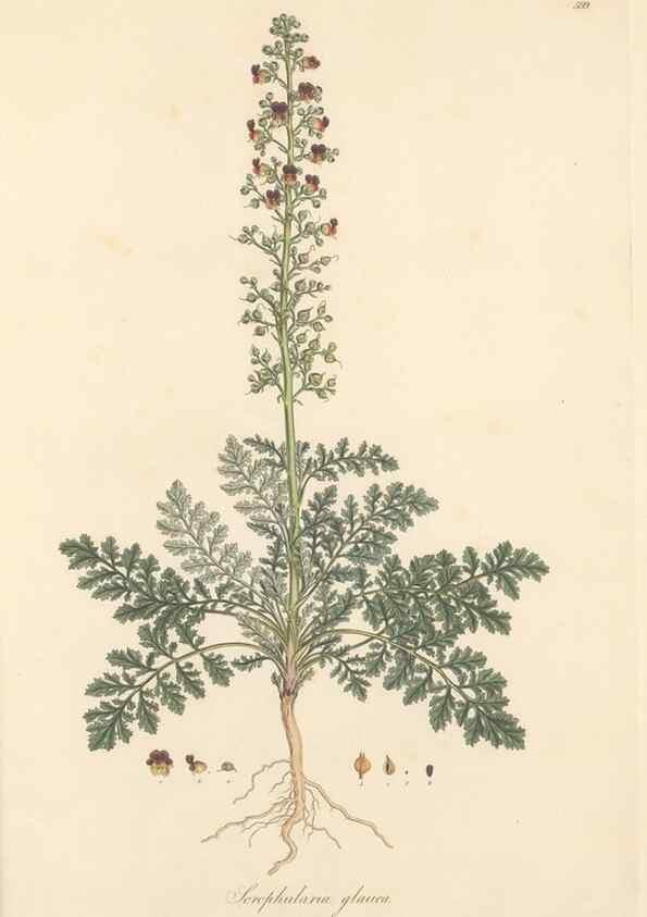 Reproducción/Reproduction 49557917677: Flora Graeca, sive, Plantarum rariorum historia, quas in provinciis aut insulis Graeciae /. Londini :Typis Richardi Taylor et socii, in Vico Shoe-Lane :MDCCCVI-MDCCCXL [1806-1840].. 