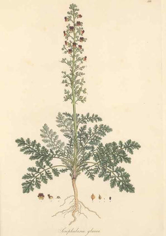 Reproducción/Reproduction 49557917677: Flora Graeca, sive, Plantarum rariorum historia, quas in provinciis aut insulis Graeciae /. Londini :Typis Richardi Taylor et socii, in Vico Shoe-Lane :MDCCCVI-MDCCCXL [1806-1840].. 