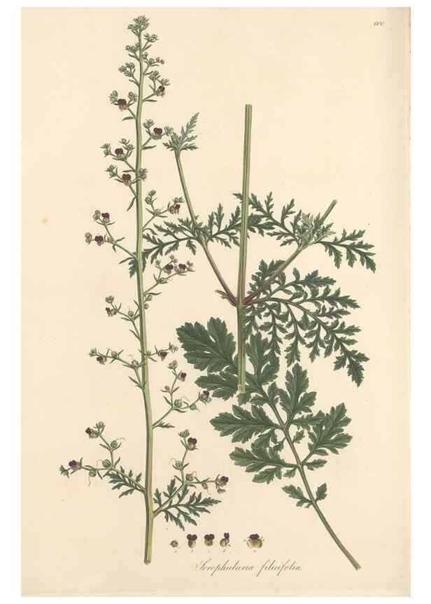 Reproducción/Reproduction 49557917982: Flora Graeca, sive, Plantarum rariorum historia, quas in provinciis aut insulis Graeciae /. Londini :Typis Richardi Taylor et socii, in Vico Shoe-Lane :MDCCCVI-MDCCCXL [1806-1840].. 