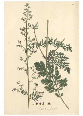 Reproducción/Reproduction 49557917982: Flora Graeca, sive, Plantarum rariorum historia, quas in provinciis aut insulis Graeciae /. Londini :Typis Richardi Taylor et socii, in Vico Shoe-Lane :MDCCCVI-MDCCCXL [1806-1840].. 