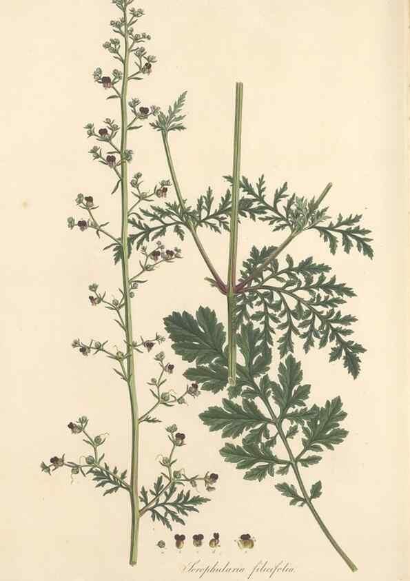 Reproducción/Reproduction 49557917982: Flora Graeca, sive, Plantarum rariorum historia, quas in provinciis aut insulis Graeciae /. Londini :Typis Richardi Taylor et socii, in Vico Shoe-Lane :MDCCCVI-MDCCCXL [1806-1840].. 
