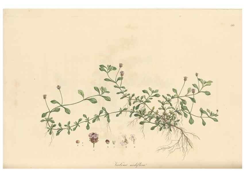 Reproducción/Reproduction 49557204313: Flora Graeca, sive, Plantarum rariorum historia, quas in provinciis aut insulis Graeciae /. Londini :Typis Richardi Taylor et socii, in Vico Shoe-Lane :MDCCCVI-MDCCCXL [1806-1840].. 