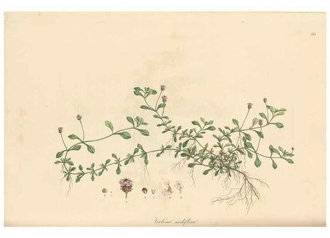 Reproducción/Reproduction 49557204313: Flora Graeca, sive, Plantarum rariorum historia, quas in provinciis aut insulis Graeciae /. Londini :Typis Richardi Taylor et socii, in Vico Shoe-Lane :MDCCCVI-MDCCCXL [1806-1840].. 