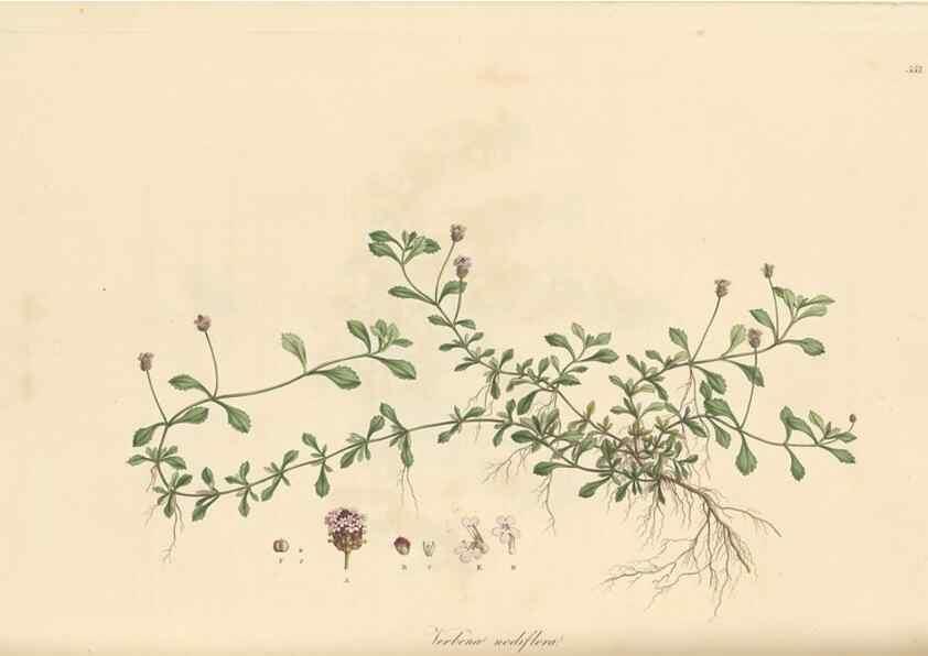 Reproducción/Reproduction 49557204313: Flora Graeca, sive, Plantarum rariorum historia, quas in provinciis aut insulis Graeciae /. Londini :Typis Richardi Taylor et socii, in Vico Shoe-Lane :MDCCCVI-MDCCCXL [1806-1840].. 