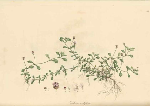 Reproducción/Reproduction 49557204313: Flora Graeca, sive, Plantarum rariorum historia, quas in provinciis aut insulis Graeciae /. Londini :Typis Richardi Taylor et socii, in Vico Shoe-Lane :MDCCCVI-MDCCCXL [1806-1840].. 