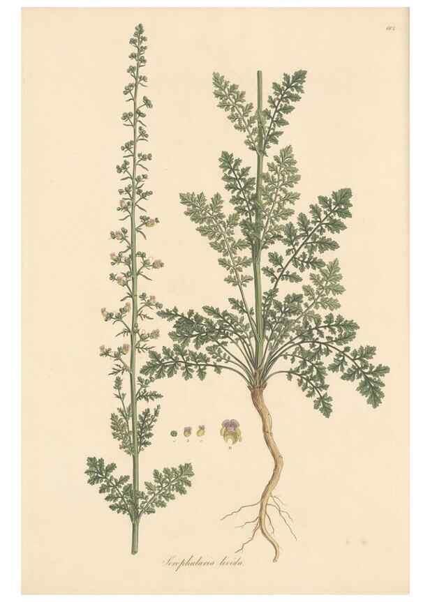 Reproducción/Reproduction 49557738001: Flora Graeca, sive, Plantarum rariorum historia, quas in provinciis aut insulis Graeciae /. Londini :Typis Richardi Taylor et socii, in Vico Shoe-Lane :MDCCCVI-MDCCCXL [1806-1840].. 