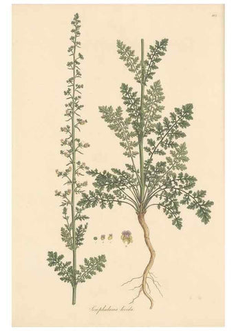 Reproducción/Reproduction 49557738001: Flora Graeca, sive, Plantarum rariorum historia, quas in provinciis aut insulis Graeciae /. Londini :Typis Richardi Taylor et socii, in Vico Shoe-Lane :MDCCCVI-MDCCCXL [1806-1840].. 