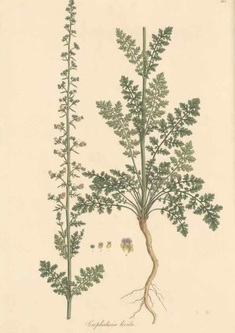 Reproducción/Reproduction 49557738001: Flora Graeca, sive, Plantarum rariorum historia, quas in provinciis aut insulis Graeciae /. Londini :Typis Richardi Taylor et socii, in Vico Shoe-Lane :MDCCCVI-MDCCCXL [1806-1840].. 