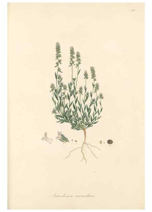 Reproducción/Reproduction 49557913757: Flora Graeca, sive, Plantarum rariorum historia, quas in provinciis aut insulis Graeciae /. Londini :Typis Richardi Taylor et socii, in Vico Shoe-Lane :MDCCCVI-MDCCCXL [1806-1840].. 