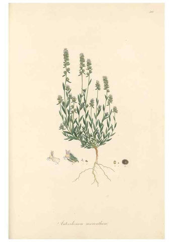 Reproducción/Reproduction 49557913757: Flora Graeca, sive, Plantarum rariorum historia, quas in provinciis aut insulis Graeciae /. Londini :Typis Richardi Taylor et socii, in Vico Shoe-Lane :MDCCCVI-MDCCCXL [1806-1840].. 