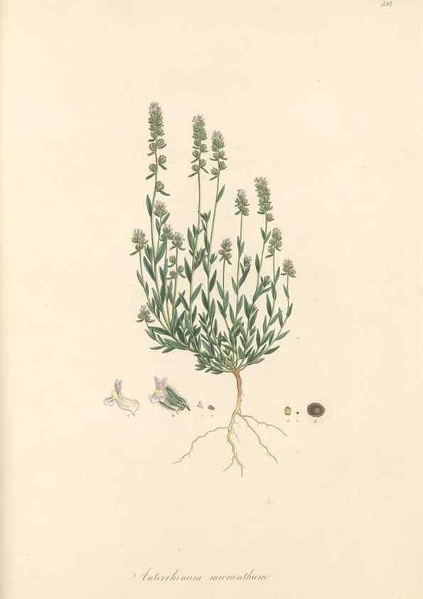 Reproducción/Reproduction 49557913757: Flora Graeca, sive, Plantarum rariorum historia, quas in provinciis aut insulis Graeciae /. Londini :Typis Richardi Taylor et socii, in Vico Shoe-Lane :MDCCCVI-MDCCCXL [1806-1840].. 