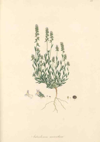 Reproducción/Reproduction 49557913757: Flora Graeca, sive, Plantarum rariorum historia, quas in provinciis aut insulis Graeciae /. Londini :Typis Richardi Taylor et socii, in Vico Shoe-Lane :MDCCCVI-MDCCCXL [1806-1840].. 