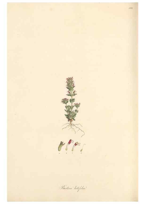 Reproducción/Reproduction 49557182118: Flora Graeca, sive, Plantarum rariorum historia, quas in provinciis aut insulis Graeciae /. Londini :Typis Richardi Taylor et socii, in Vico Shoe-Lane :MDCCCVI-MDCCCXL [1806-1840].. 
