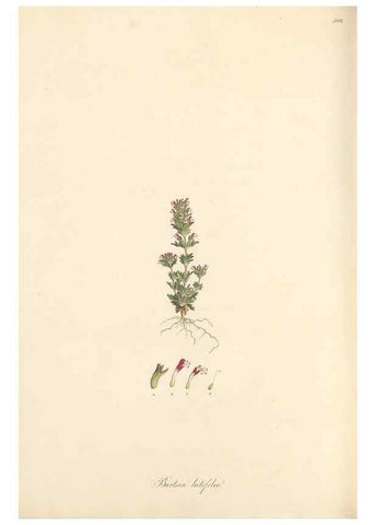 Reproducción/Reproduction 49557182118: Flora Graeca, sive, Plantarum rariorum historia, quas in provinciis aut insulis Graeciae /. Londini :Typis Richardi Taylor et socii, in Vico Shoe-Lane :MDCCCVI-MDCCCXL [1806-1840].. 