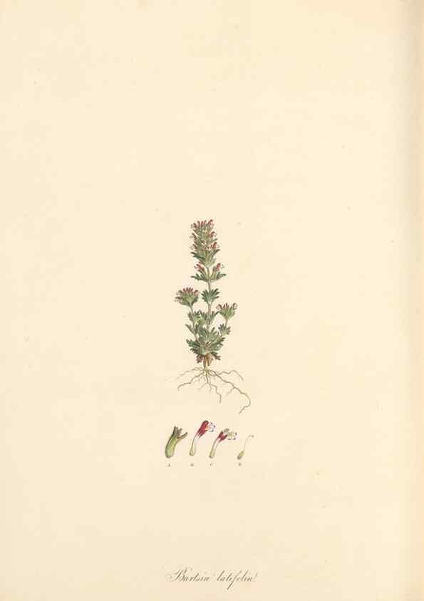 Reproducción/Reproduction 49557182118: Flora Graeca, sive, Plantarum rariorum historia, quas in provinciis aut insulis Graeciae /. Londini :Typis Richardi Taylor et socii, in Vico Shoe-Lane :MDCCCVI-MDCCCXL [1806-1840].. 