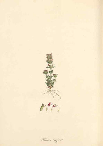 Reproducción/Reproduction 49557182118: Flora Graeca, sive, Plantarum rariorum historia, quas in provinciis aut insulis Graeciae /. Londini :Typis Richardi Taylor et socii, in Vico Shoe-Lane :MDCCCVI-MDCCCXL [1806-1840].. 