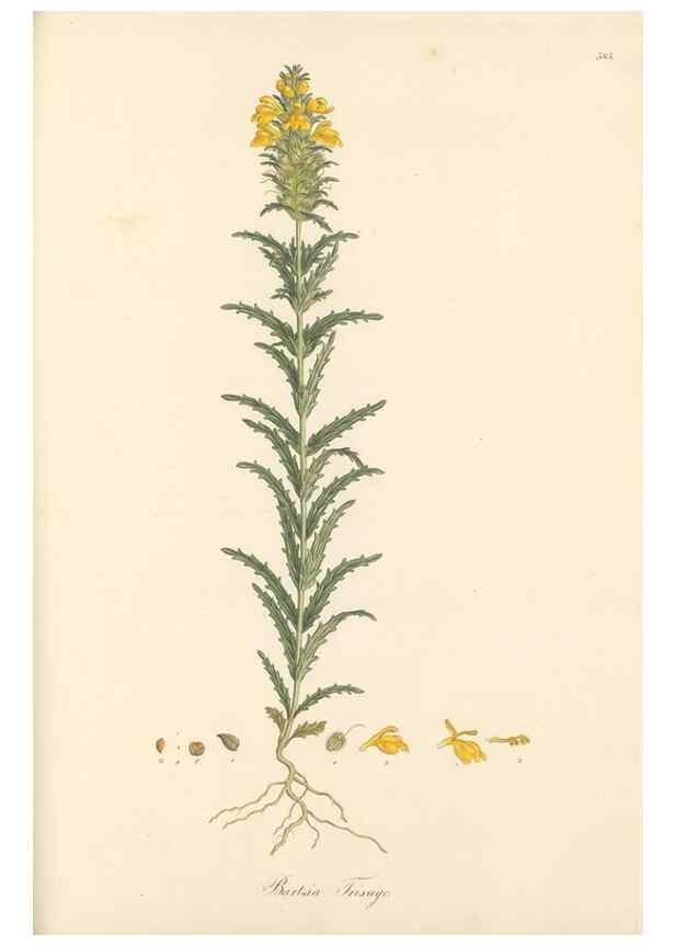 Reproducción/Reproduction 49557181733: Flora Graeca, sive, Plantarum rariorum historia, quas in provinciis aut insulis Graeciae /. Londini :Typis Richardi Taylor et socii, in Vico Shoe-Lane :MDCCCVI-MDCCCXL [1806-1840].. 