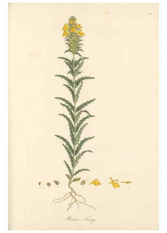 Reproducción/Reproduction 49557181733: Flora Graeca, sive, Plantarum rariorum historia, quas in provinciis aut insulis Graeciae /. Londini :Typis Richardi Taylor et socii, in Vico Shoe-Lane :MDCCCVI-MDCCCXL [1806-1840].. 
