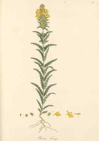 Reproducción/Reproduction 49557181733: Flora Graeca, sive, Plantarum rariorum historia, quas in provinciis aut insulis Graeciae /. Londini :Typis Richardi Taylor et socii, in Vico Shoe-Lane :MDCCCVI-MDCCCXL [1806-1840].. 