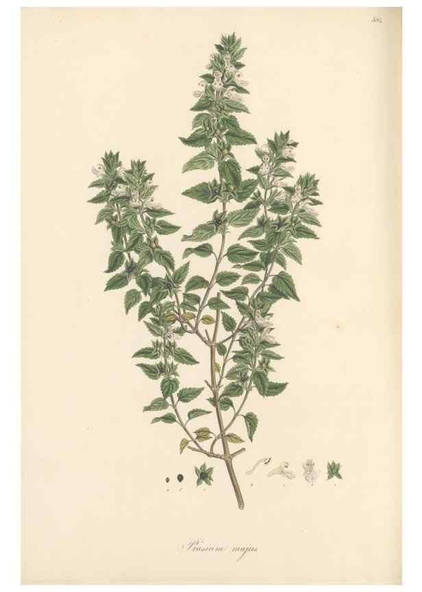 Reproducción/Reproduction 49557912822: Flora Graeca, sive, Plantarum rariorum historia, quas in provinciis aut insulis Graeciae /. Londini :Typis Richardi Taylor et socii, in Vico Shoe-Lane :MDCCCVI-MDCCCXL [1806-1840].. 