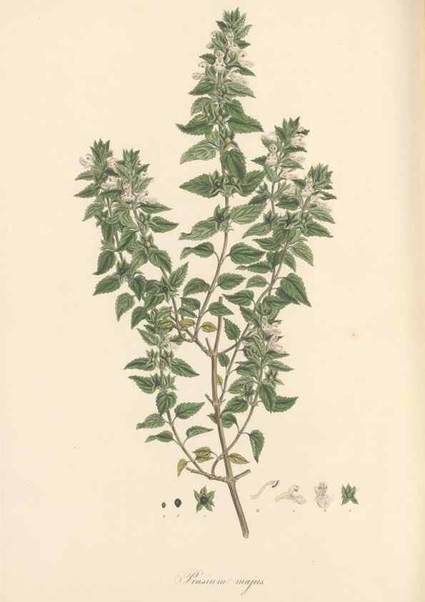 Reproducción/Reproduction 49557912822: Flora Graeca, sive, Plantarum rariorum historia, quas in provinciis aut insulis Graeciae /. Londini :Typis Richardi Taylor et socii, in Vico Shoe-Lane :MDCCCVI-MDCCCXL [1806-1840].. 