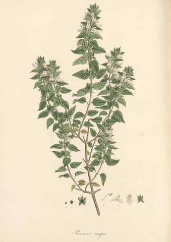 Reproducción/Reproduction 49557912822: Flora Graeca, sive, Plantarum rariorum historia, quas in provinciis aut insulis Graeciae /. Londini :Typis Richardi Taylor et socii, in Vico Shoe-Lane :MDCCCVI-MDCCCXL [1806-1840].. 