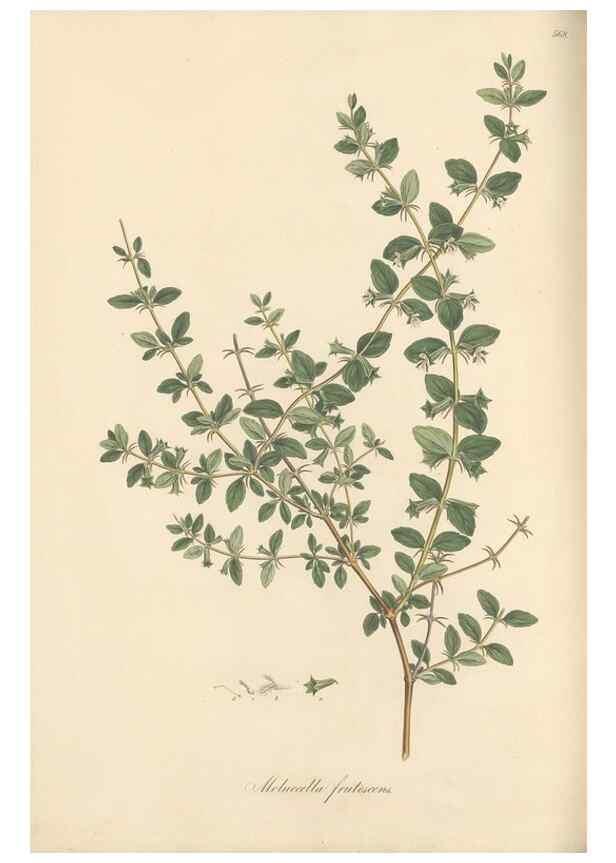 Reproducción/Reproduction 49557673196: Flora Graeca, sive, Plantarum rariorum historia, quas in provinciis aut insulis Graeciae /. Londini :Typis Richardi Taylor et socii, in Vico Shoe-Lane :MDCCCVI-MDCCCXL [1806-1840].. 