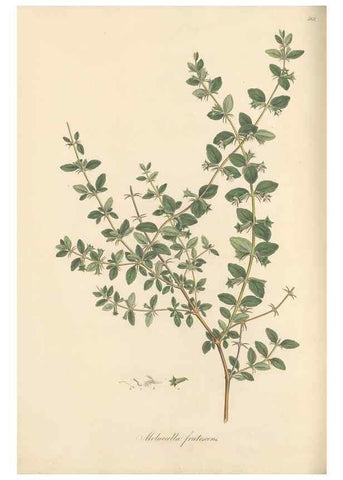 Reproducción/Reproduction 49557673196: Flora Graeca, sive, Plantarum rariorum historia, quas in provinciis aut insulis Graeciae /. Londini :Typis Richardi Taylor et socii, in Vico Shoe-Lane :MDCCCVI-MDCCCXL [1806-1840].. 