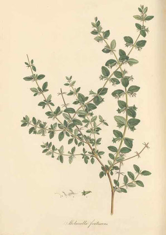 Reproducción/Reproduction 49557673196: Flora Graeca, sive, Plantarum rariorum historia, quas in provinciis aut insulis Graeciae /. Londini :Typis Richardi Taylor et socii, in Vico Shoe-Lane :MDCCCVI-MDCCCXL [1806-1840].. 