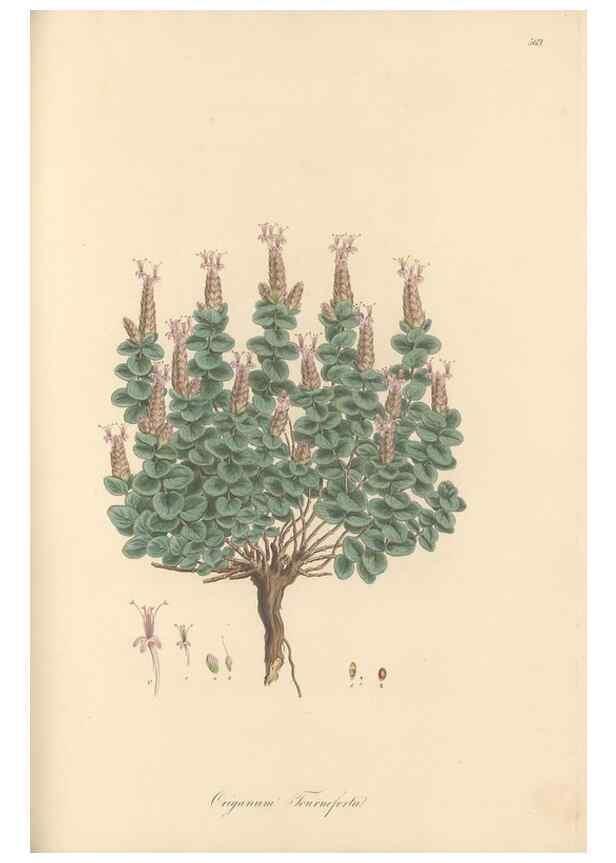 Reproducción/Reproduction 49557673586: Flora Graeca, sive, Plantarum rariorum historia, quas in provinciis aut insulis Graeciae /. Londini :Typis Richardi Taylor et socii, in Vico Shoe-Lane :MDCCCVI-MDCCCXL [1806-1840].. 