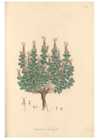 Reproducción/Reproduction 49557673586: Flora Graeca, sive, Plantarum rariorum historia, quas in provinciis aut insulis Graeciae /. Londini :Typis Richardi Taylor et socii, in Vico Shoe-Lane :MDCCCVI-MDCCCXL [1806-1840].. 