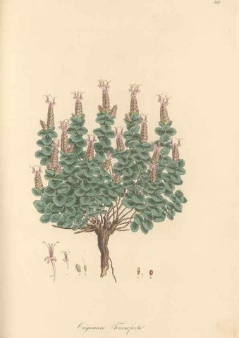 Reproducción/Reproduction 49557673586: Flora Graeca, sive, Plantarum rariorum historia, quas in provinciis aut insulis Graeciae /. Londini :Typis Richardi Taylor et socii, in Vico Shoe-Lane :MDCCCVI-MDCCCXL [1806-1840].. 