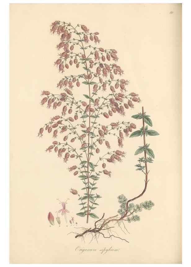 Reproducción/Reproduction 49557673951: Flora Graeca, sive, Plantarum rariorum historia, quas in provinciis aut insulis Graeciae /. Londini :Typis Richardi Taylor et socii, in Vico Shoe-Lane :MDCCCVI-MDCCCXL [1806-1840].. 