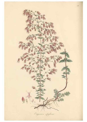 Reproducción/Reproduction 49557673951: Flora Graeca, sive, Plantarum rariorum historia, quas in provinciis aut insulis Graeciae /. Londini :Typis Richardi Taylor et socii, in Vico Shoe-Lane :MDCCCVI-MDCCCXL [1806-1840].. 