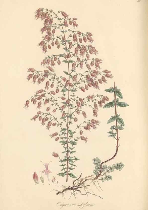 Reproducción/Reproduction 49557673951: Flora Graeca, sive, Plantarum rariorum historia, quas in provinciis aut insulis Graeciae /. Londini :Typis Richardi Taylor et socii, in Vico Shoe-Lane :MDCCCVI-MDCCCXL [1806-1840].. 