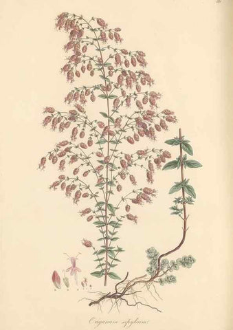 Reproducción/Reproduction 49557673951: Flora Graeca, sive, Plantarum rariorum historia, quas in provinciis aut insulis Graeciae /. Londini :Typis Richardi Taylor et socii, in Vico Shoe-Lane :MDCCCVI-MDCCCXL [1806-1840].. 