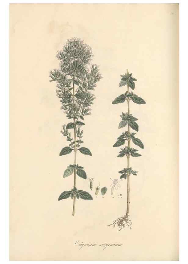 Reproducción/Reproduction 49557177198: Flora Graeca, sive, Plantarum rariorum historia, quas in provinciis aut insulis Graeciae /. Londini :Typis Richardi Taylor et socii, in Vico Shoe-Lane :MDCCCVI-MDCCCXL [1806-1840].. 