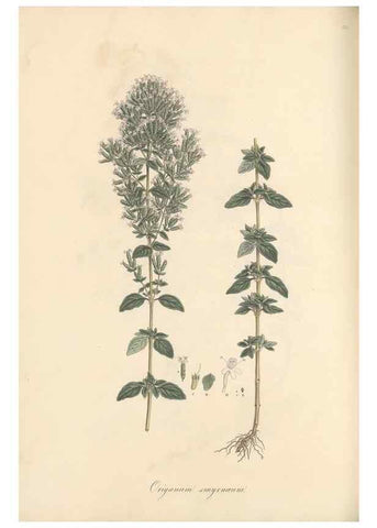 Reproducción/Reproduction 49557177198: Flora Graeca, sive, Plantarum rariorum historia, quas in provinciis aut insulis Graeciae /. Londini :Typis Richardi Taylor et socii, in Vico Shoe-Lane :MDCCCVI-MDCCCXL [1806-1840].. 