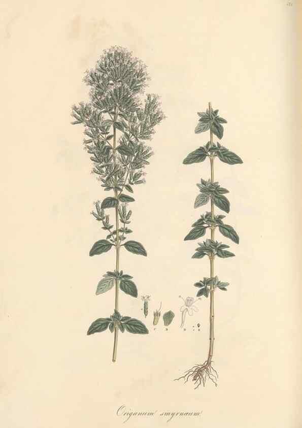 Reproducción/Reproduction 49557177198: Flora Graeca, sive, Plantarum rariorum historia, quas in provinciis aut insulis Graeciae /. Londini :Typis Richardi Taylor et socii, in Vico Shoe-Lane :MDCCCVI-MDCCCXL [1806-1840].. 