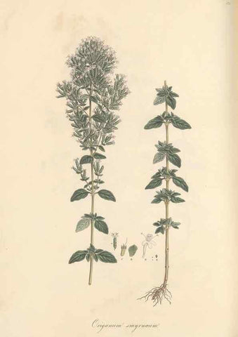 Reproducción/Reproduction 49557177198: Flora Graeca, sive, Plantarum rariorum historia, quas in provinciis aut insulis Graeciae /. Londini :Typis Richardi Taylor et socii, in Vico Shoe-Lane :MDCCCVI-MDCCCXL [1806-1840].. 