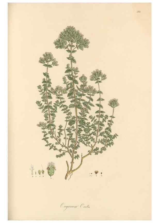 Reproducción/Reproduction 49557177488: Flora Graeca, sive, Plantarum rariorum historia, quas in provinciis aut insulis Graeciae /. Londini :Typis Richardi Taylor et socii, in Vico Shoe-Lane :MDCCCVI-MDCCCXL [1806-1840].. 