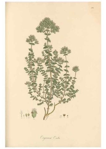 Reproducción/Reproduction 49557177488: Flora Graeca, sive, Plantarum rariorum historia, quas in provinciis aut insulis Graeciae /. Londini :Typis Richardi Taylor et socii, in Vico Shoe-Lane :MDCCCVI-MDCCCXL [1806-1840].. 