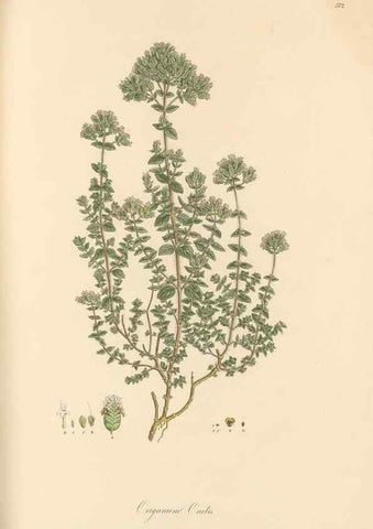 Reproducción/Reproduction 49557177488: Flora Graeca, sive, Plantarum rariorum historia, quas in provinciis aut insulis Graeciae /. Londini :Typis Richardi Taylor et socii, in Vico Shoe-Lane :MDCCCVI-MDCCCXL [1806-1840].. 